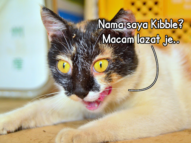 Nama kucing betina Nama kucing betina