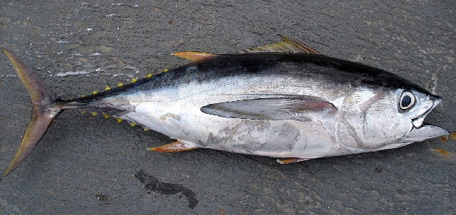 Ikan Tuna Mata Besar