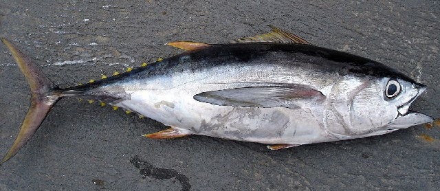 Habitat Ikan Tuna Mata Besar dan Klasifikasinya