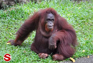 Gambar Orangutan (Pongo pygmaeus)