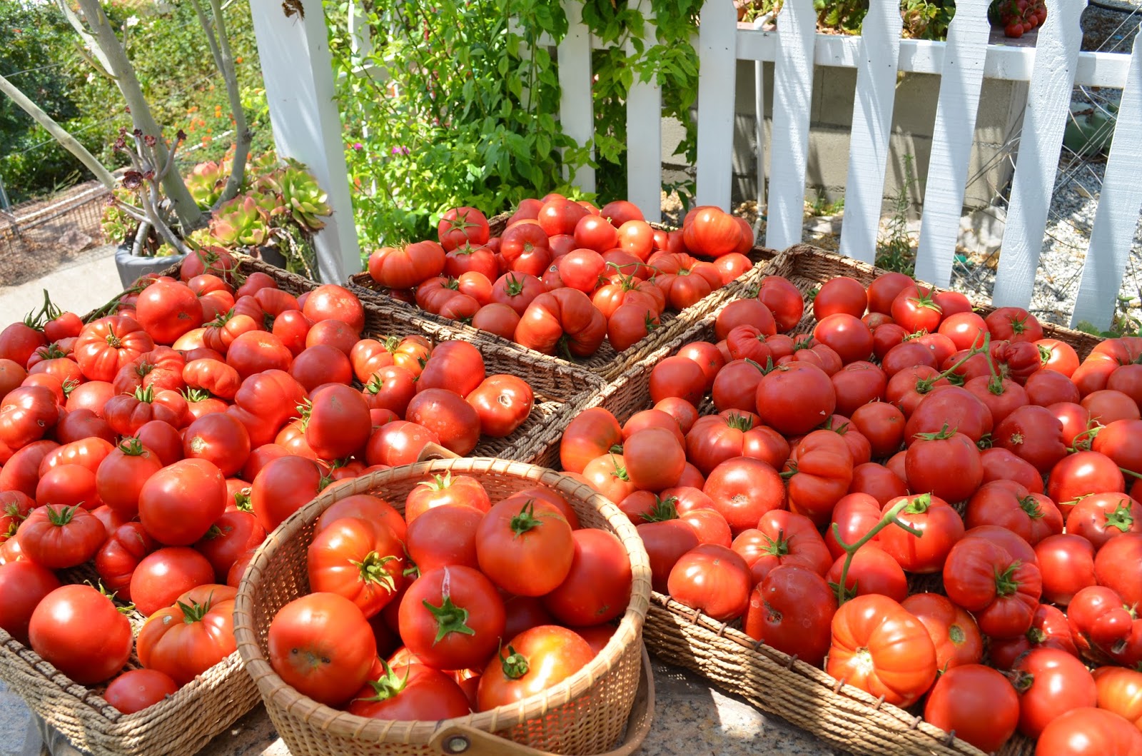 Entertaining From an Ethnic Indian Kitchen Buried in tomatoes