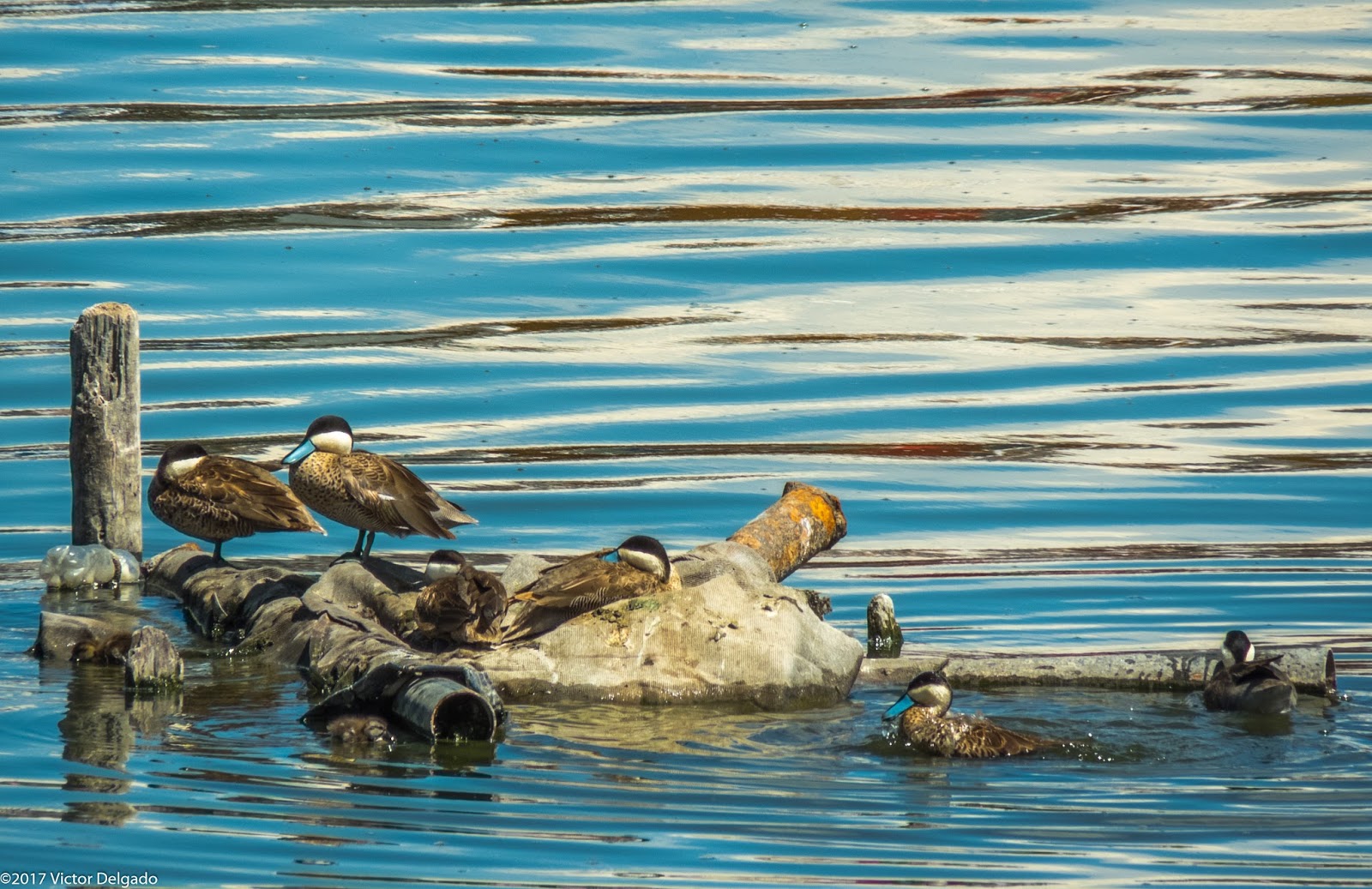 PAJARITOS PERU FOTO DEL DÍA Isla de los Patos