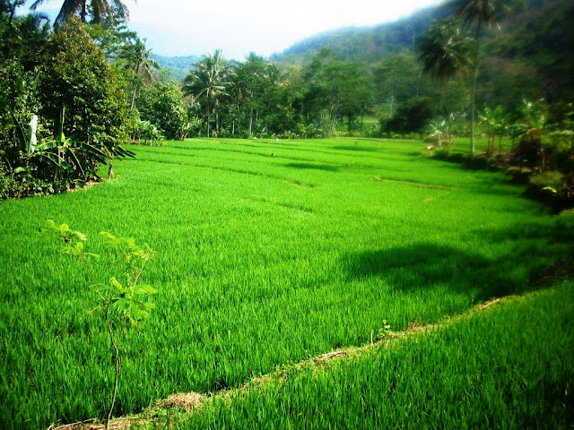  Pemberantasan hama tanaman secara alami