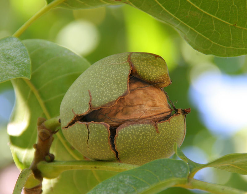 Sunny Slope Orchard Walnuts from tree to table