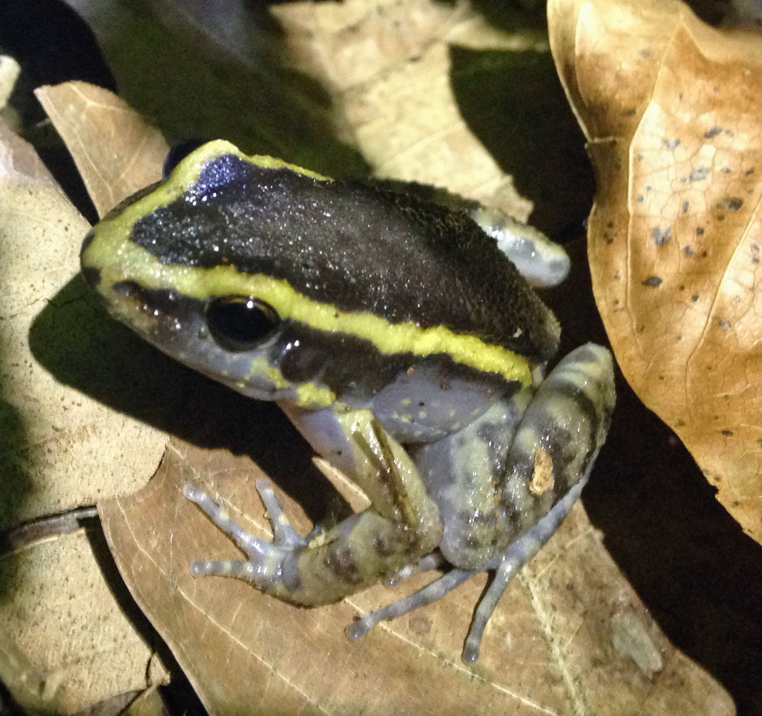 Poison Dart Frog