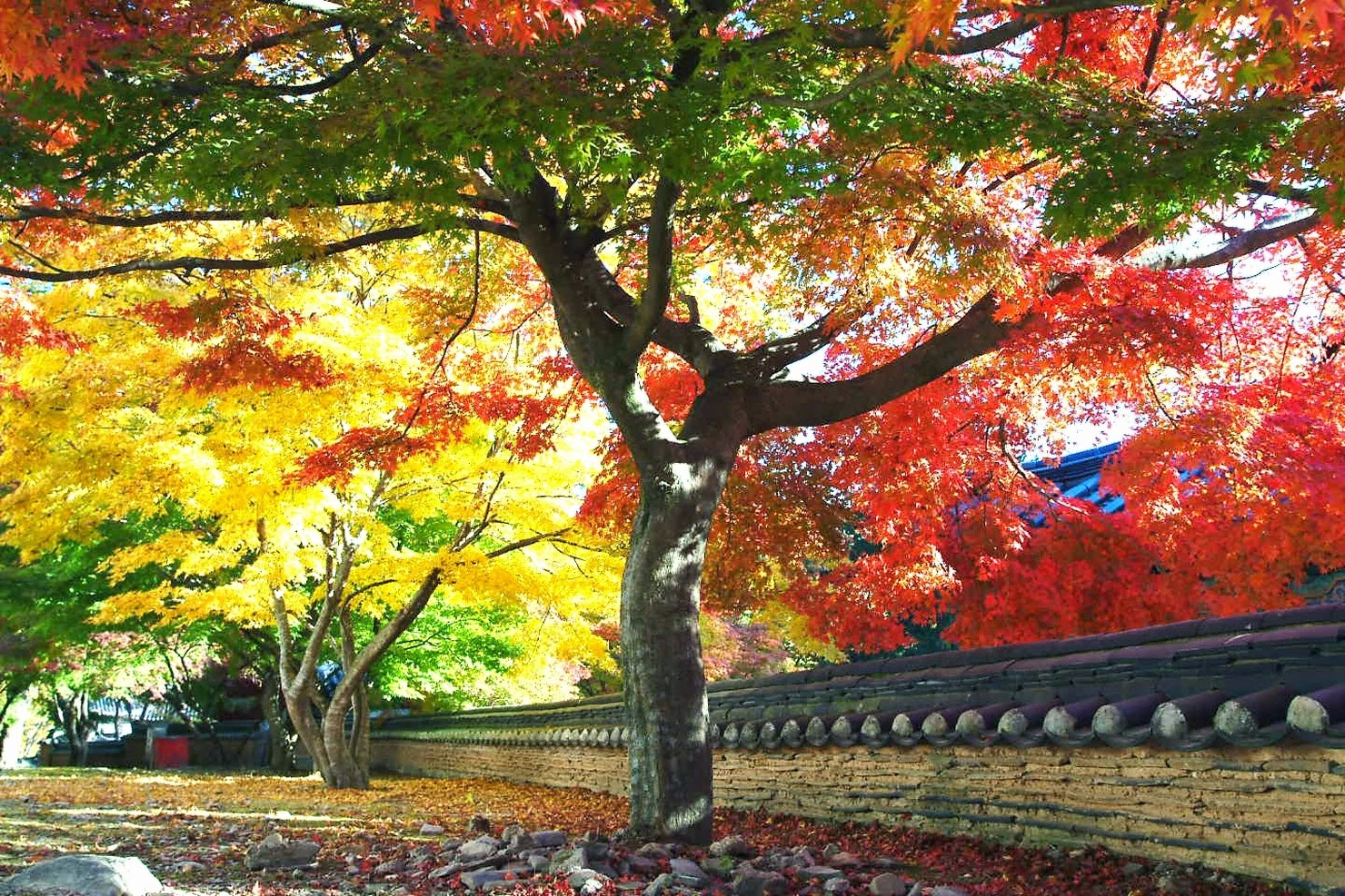 Now Korea is Autumn season and check our beautiful scenery! ~ KOREA