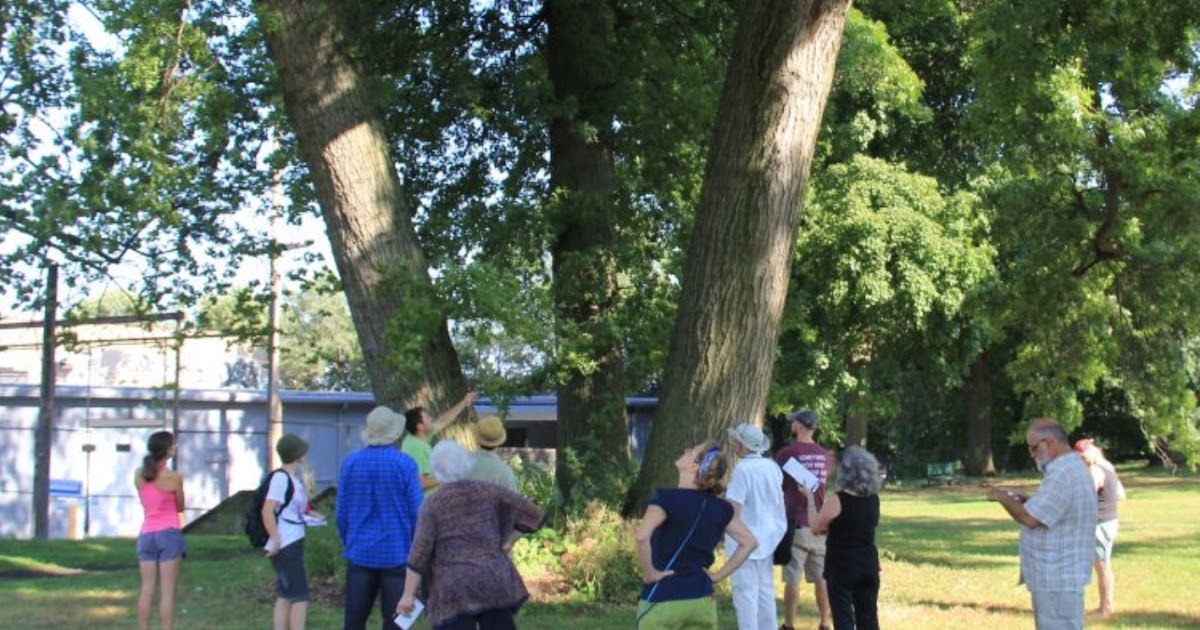 PA Environment Digest Blog Tree Pittsburgh Hosts Tree Ordinance