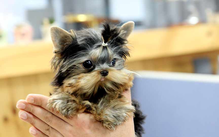 Teacup Puppies for Sale