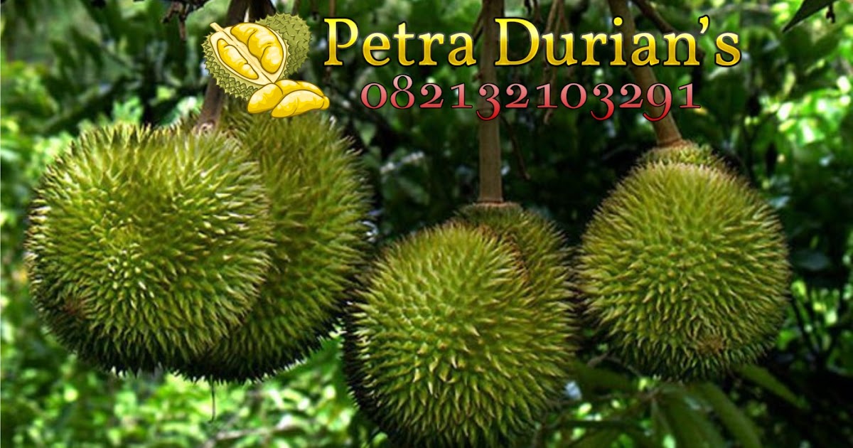 Memilih Bibit Durian Agar Cepat Berbuah ~ Jual Bibit Durian Unggul