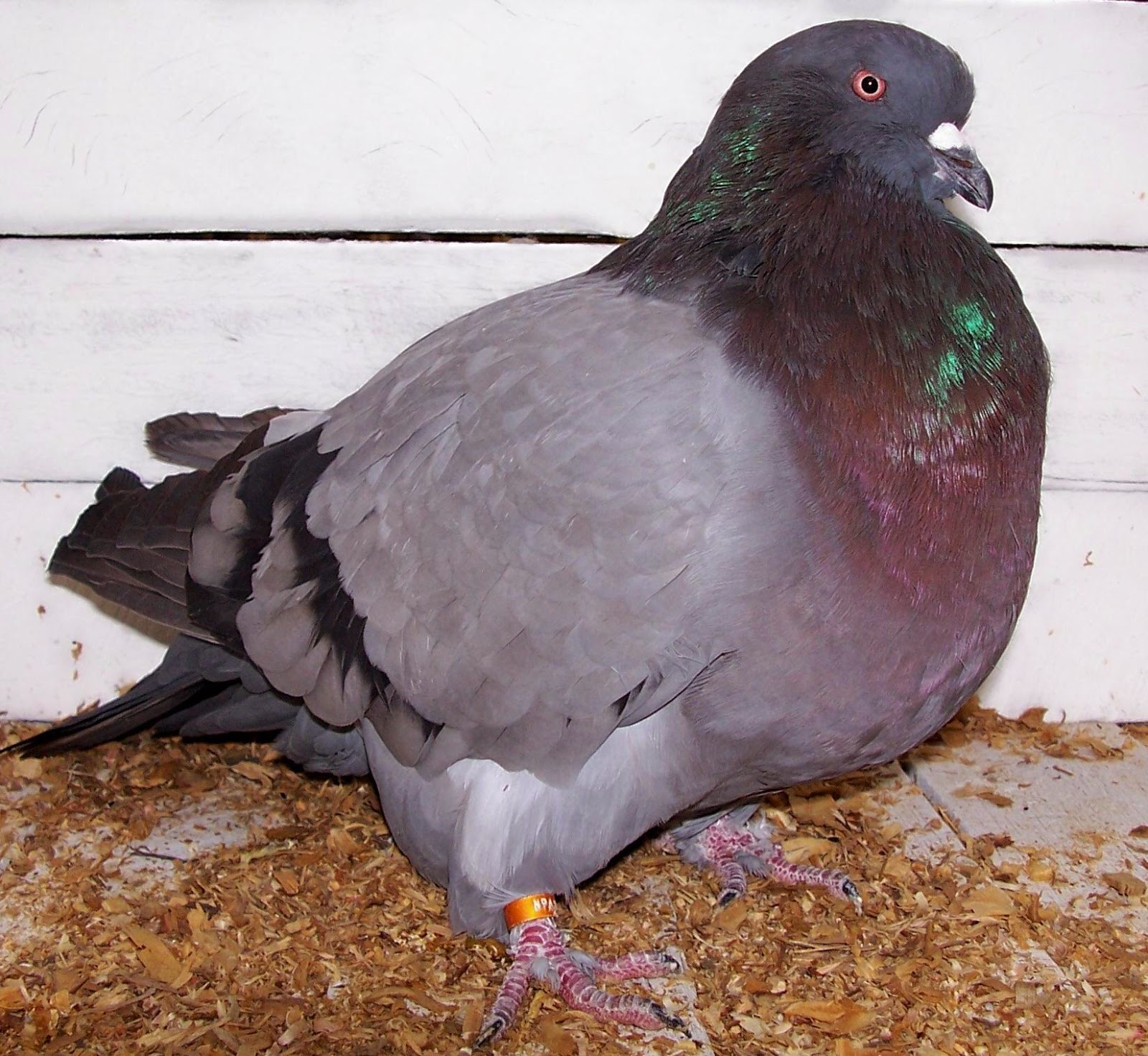 The Racing Pigeon HD wallpaper American Giant Runt pigeon Wallpaper