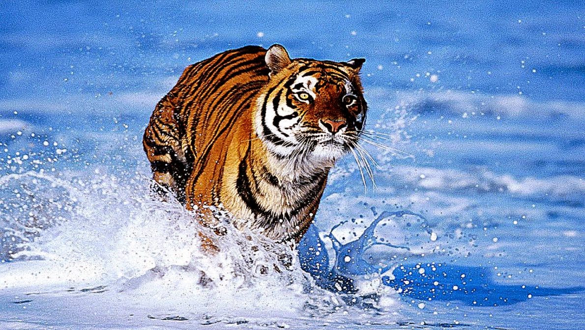Wallpapers Box Tigers Computer High Definition Wallpapers