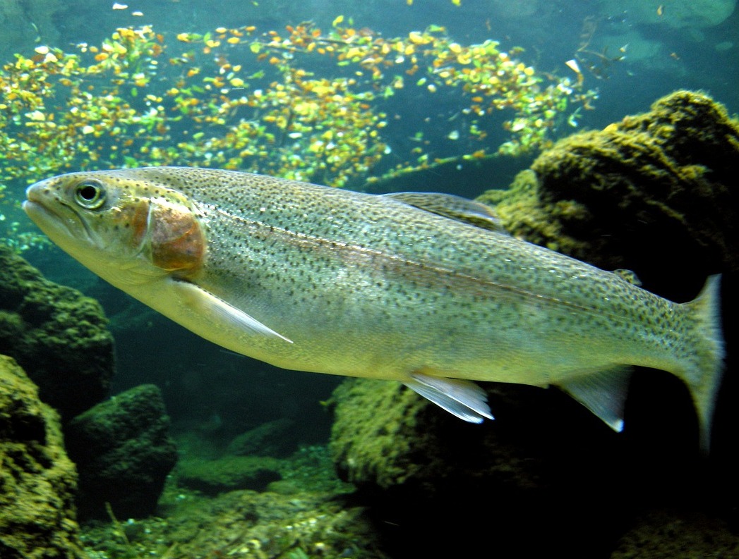 Autonomy Magazine: Rainbow trout intensive farming!
