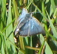 spring azure butterfly