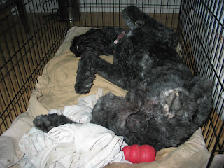 Barnum inside his crate, lying in 'dead bug position,' asleep with his head thrown back, all his legs in the air, just letting it all hang out! He is lying on a tan puffy dog bed inside the crate, and there is a red Kong against his butt.
