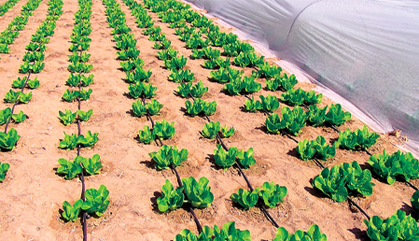 طرق زراعة البطاطس