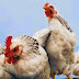 Conversion of chicken muscle to meat and factors affecting chicken meat quality: a review