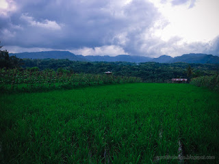 Stretch Of Rice Fields In Hilly Areas In The Cloudy Sky At Banjar Kuwum, Ringdikit Village, North Bali, Indonesia