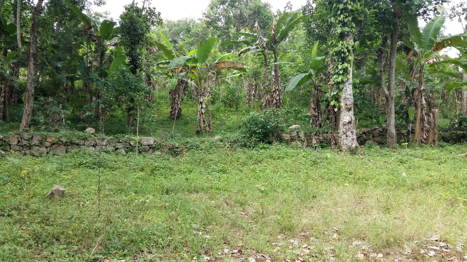 AGRI LANDS CHEAP COFFEE PLANTATION FOR SALE NEAR KODAIKANAL