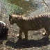 MUNDO / ÍNDIA: Tigre branco mata jovem de 20 anos em zoológico