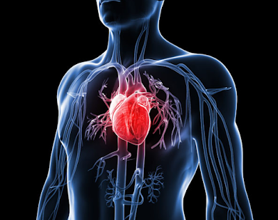 http://oketips-sehat.blogspot.com/2016/08/anatomi-jantung-dan-fungsinya-bagi.html