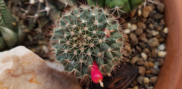 ดอกแคคตัส cactus flower