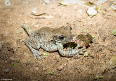 Fotógrafa de natureza flagra canibalismo de sapos na região de Formoso do Araguaia, interior do Tocantins. Foto: Izalete Tavares. canibalismo, sapos, tocantins, sapo comendo sapo, pererecas, rãs, predação de sapos, frog-eat-frog, frog-on-frog predation, fotógrafa, fotografa de natureza, natureza, flagra, Blog Natureza e Conservação, Tocantins, Formoso do Araguaia, frog, predação de sapos, anfíbios, Brasil, fotos de sapos, fotos de anfíbios