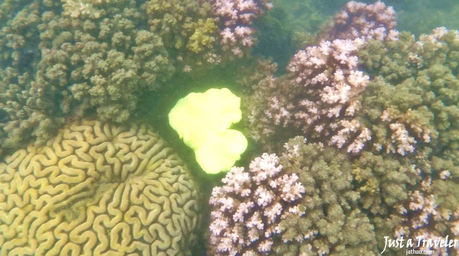 凱恩斯-大堡礁-翡翠島-內堡礁-浮潛-潛水-推薦-旅遊-自由行-澳洲-Carins-Great-Barrier-Reef-Fitzroy-Island-Snorkel-Diving-Travel-Australia