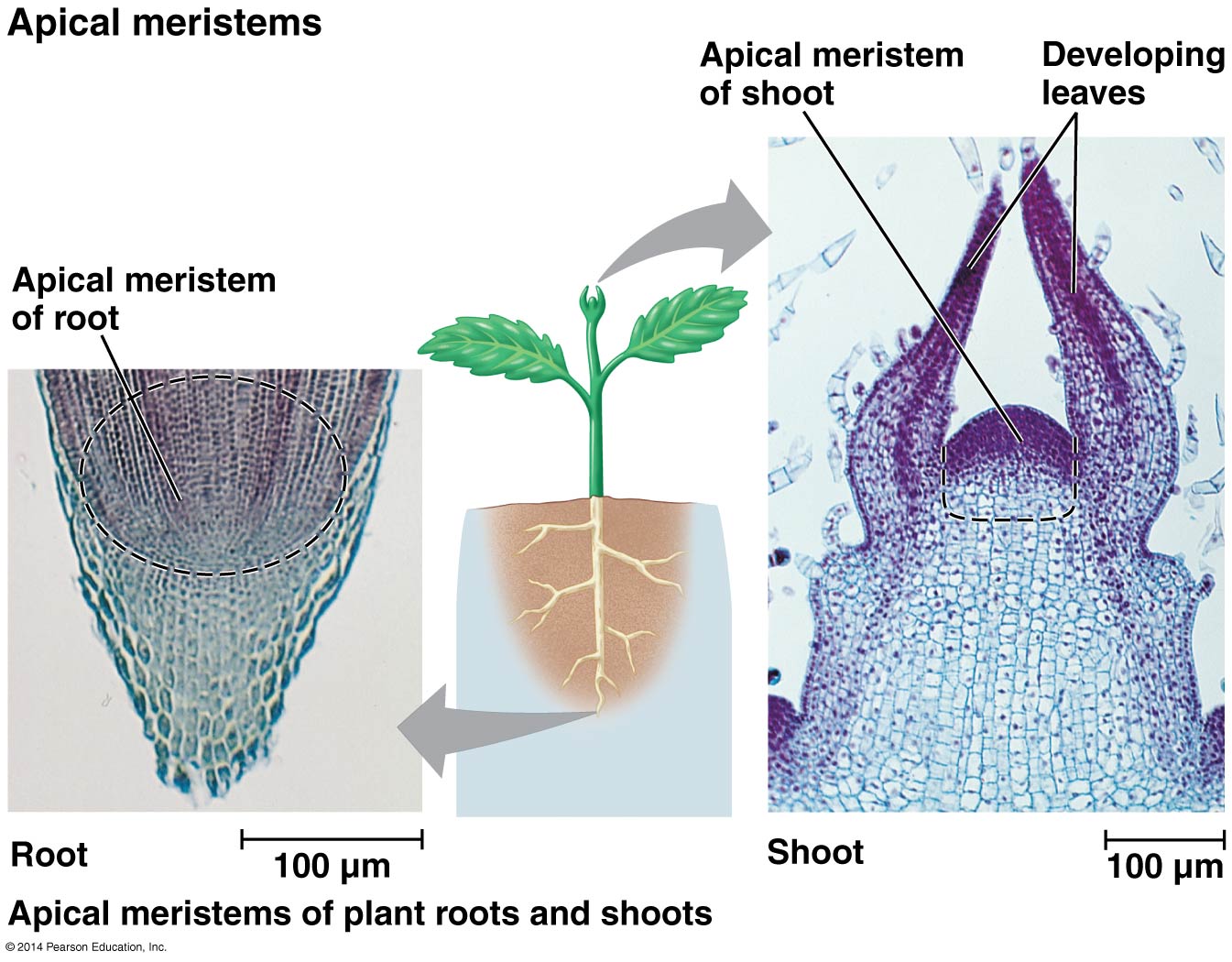 Liberate Your Ideas! Plant Diversity! How the Plants Move to Land? Part 1