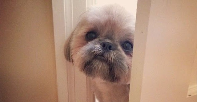 Os Shih Tzu deixam de ser Coisas e passam a ser Bens móveis aos Olhos da Justiça