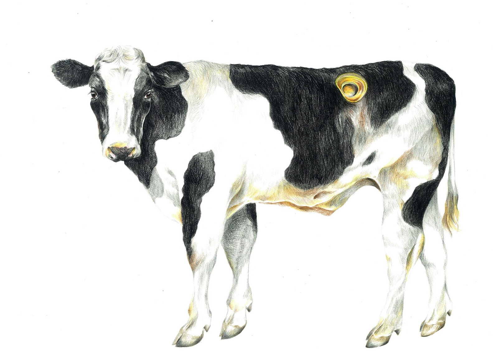 Cannulated Cow Ho Hsiang Wei