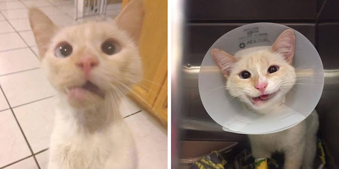 Rescue Cat Turns Broken Jaw Into Gorgeous Smile