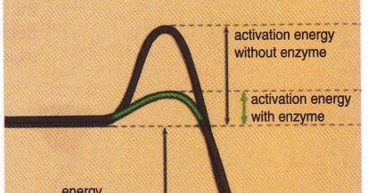 characteristics of enzymes