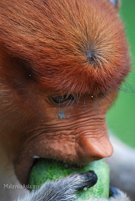 Close up photo of Proboscis Monkey