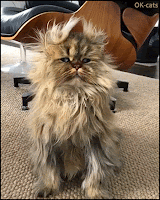 Hilarious Cat GIF • Barnaby the Persian cat has a new haircut with messy hair, haha