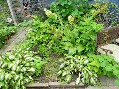 Leslieville Toronto Front Garden Cleanup Before by Paul Jung Gardening Services--a Toronto Gardening Company Leslieville Toronto Front Garden Cleanup Before by Paul Jung Gardening Services--a Toronto Gardening Company