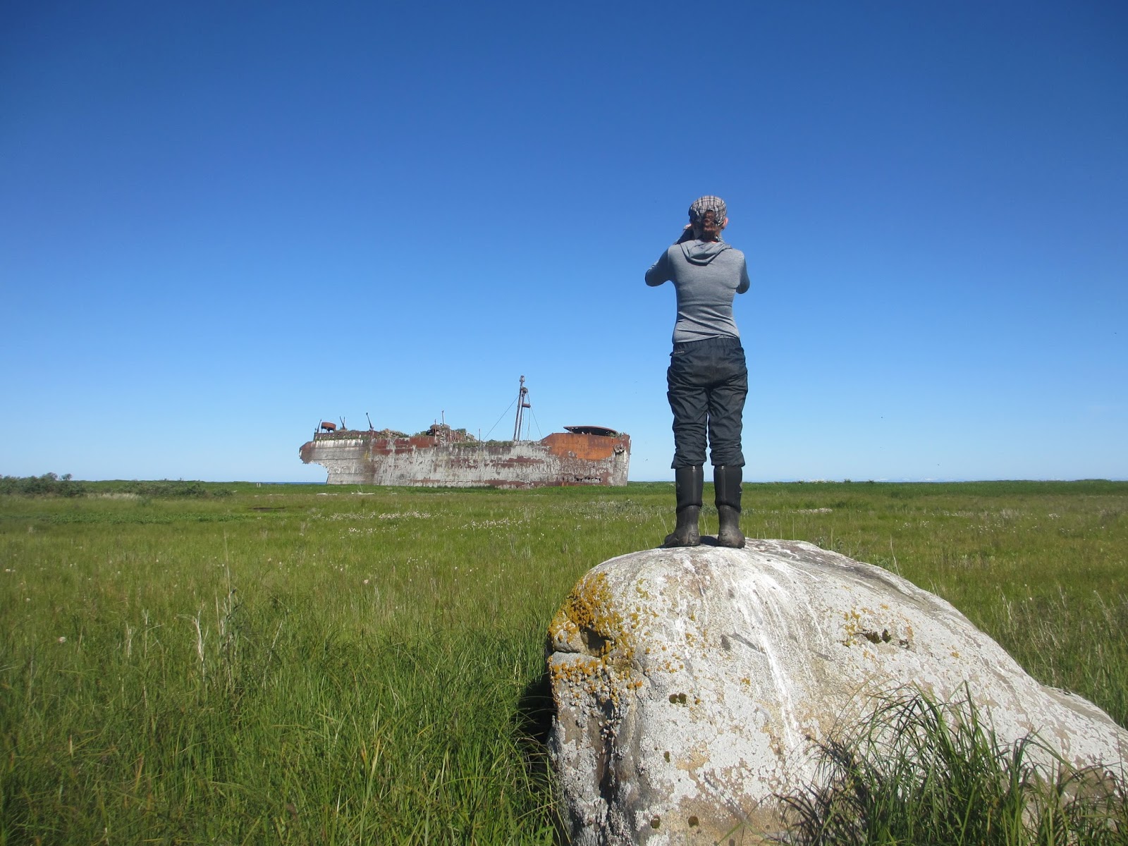 (under construction...) Middleton Island, Gulf of Alaska (May 15