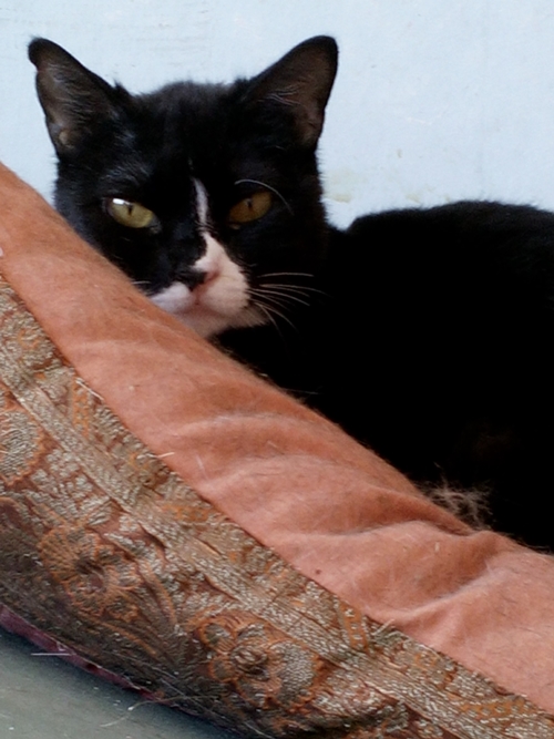 raza-gato-comun-europeo