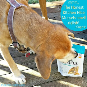 senior hound mix dog with mussels treats