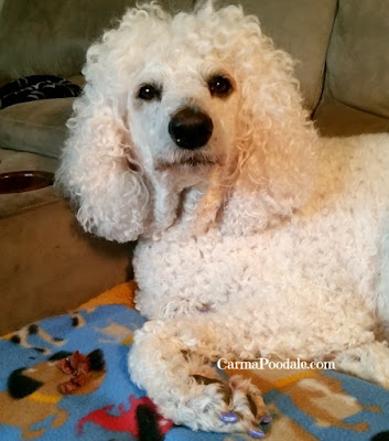 Poodle looking at owner 