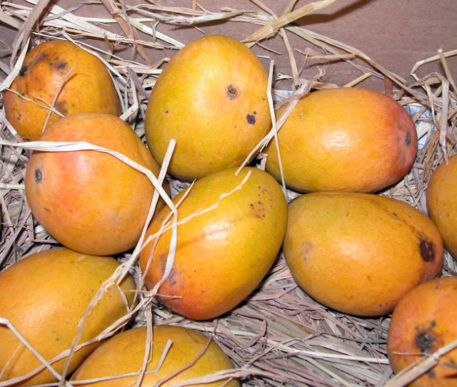 Explore Indialand Mangoes Of India How Many Types Are There?