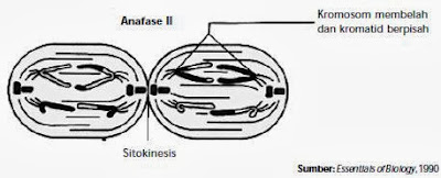 Tahap anafase II Tahap anafase II