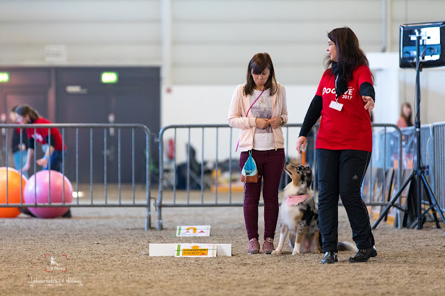 aussieblog,Hundeblog, Australian Shepherd,Messe,Doglive, Münster Erik Räven, Hundefotografie, Indianermädchen, Wildfang