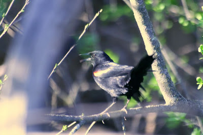 The Red-winged Blackbird @ Hendrie Park, RBG, Burlington, ON :: All Pretty Things