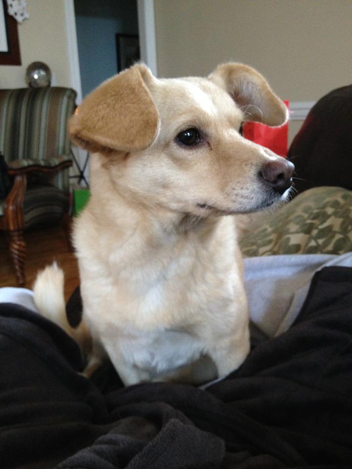 Willie Wonka Dog Days Means "Good Days" in Greensboro, N.C.