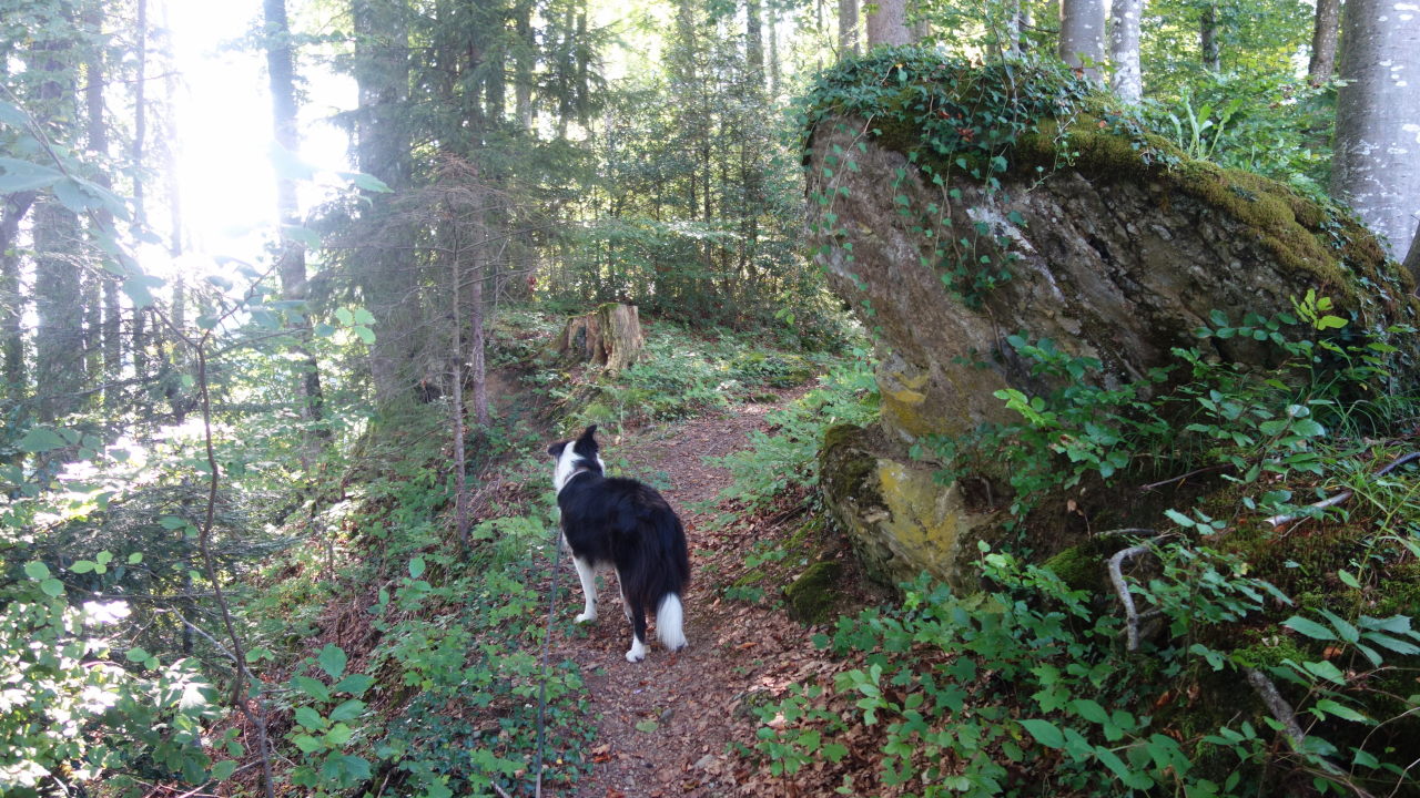 Bilder und Texte zu meinen Wanderungen mit Hund Durchs Wägital von