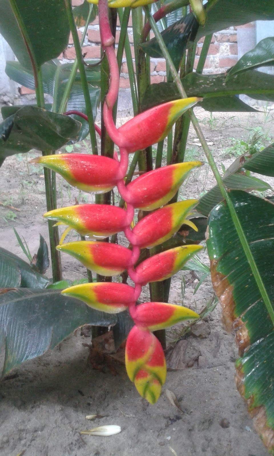 learning times Rare flower ever found in nepal