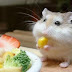 Chỉ dẫn Hamster ăn gì cho béo?