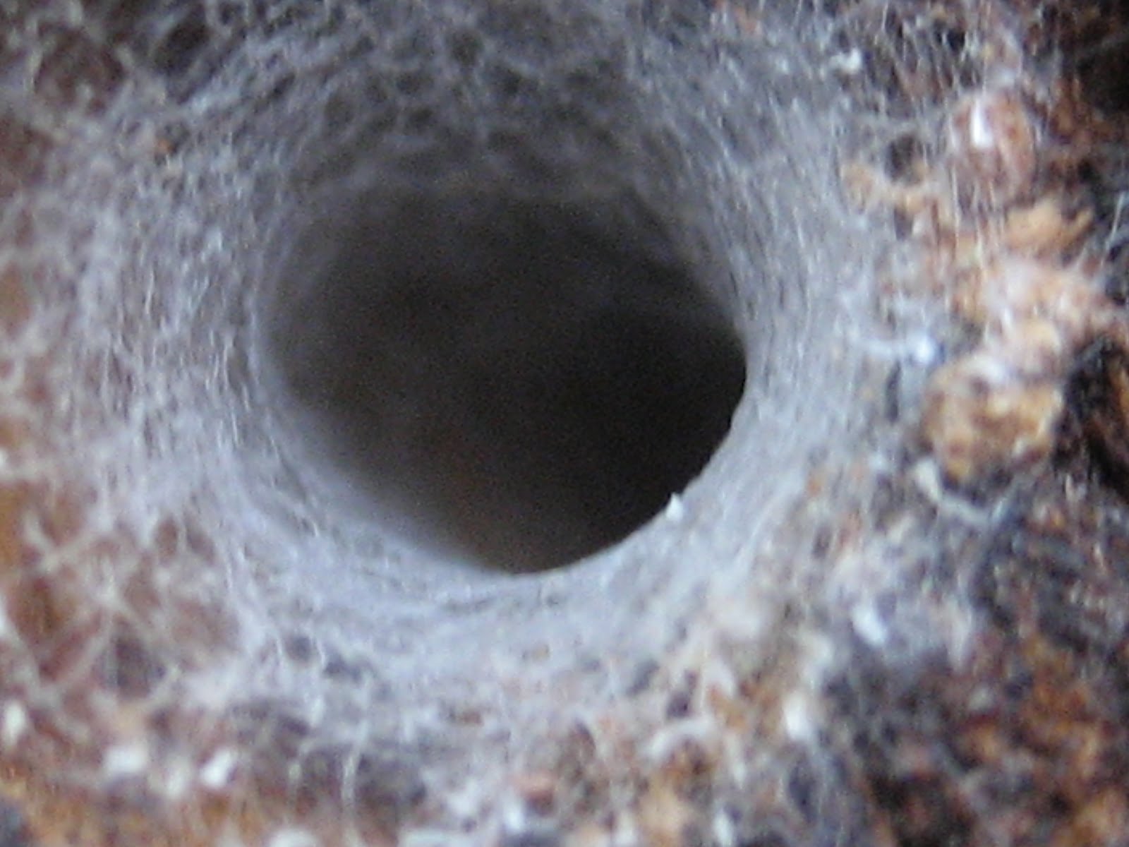 Close Up Pics of Everyday Things Web entrance of a Funnel web spider