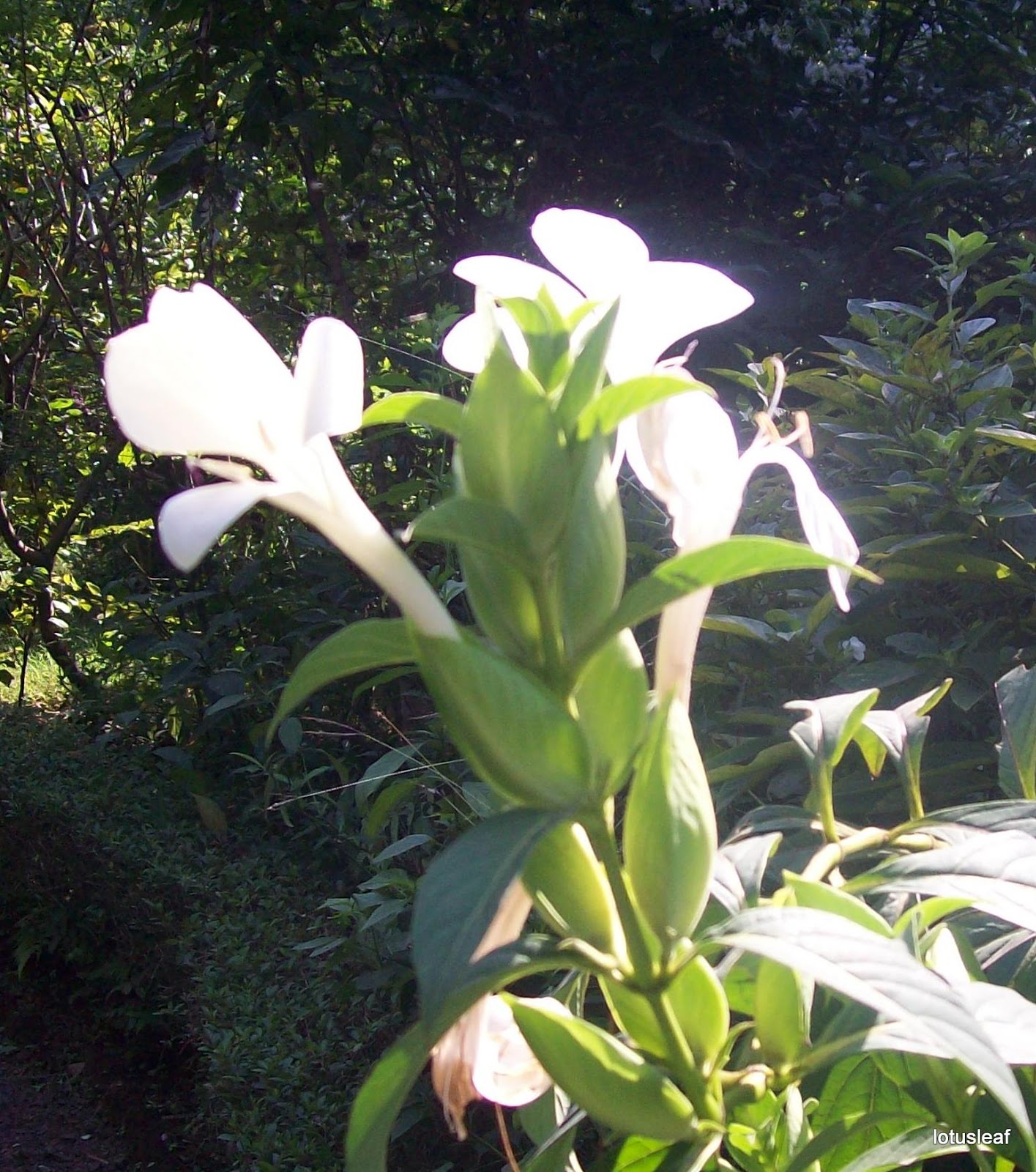 Cobra vine scientific name image