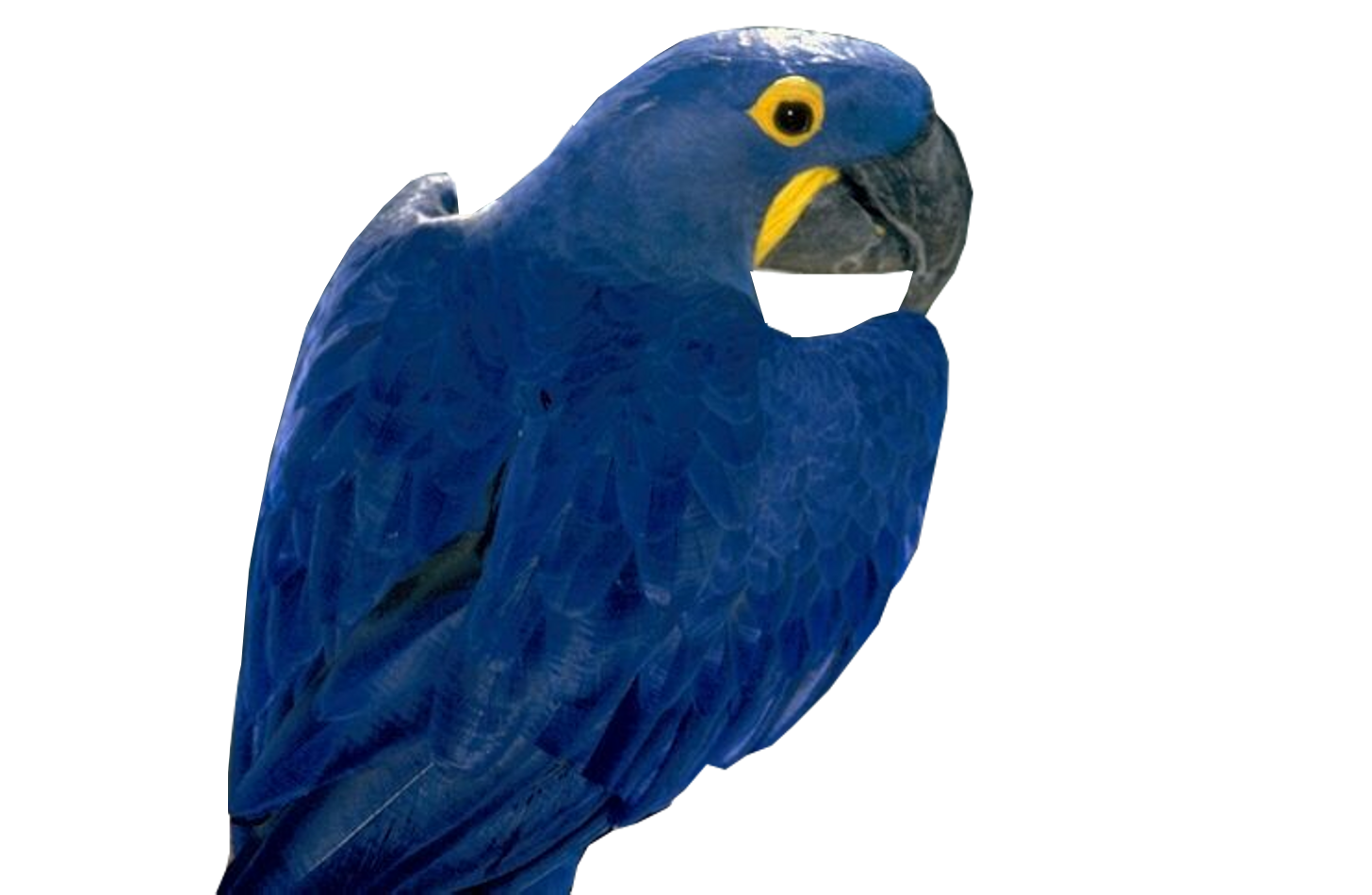 aquarella arara blue